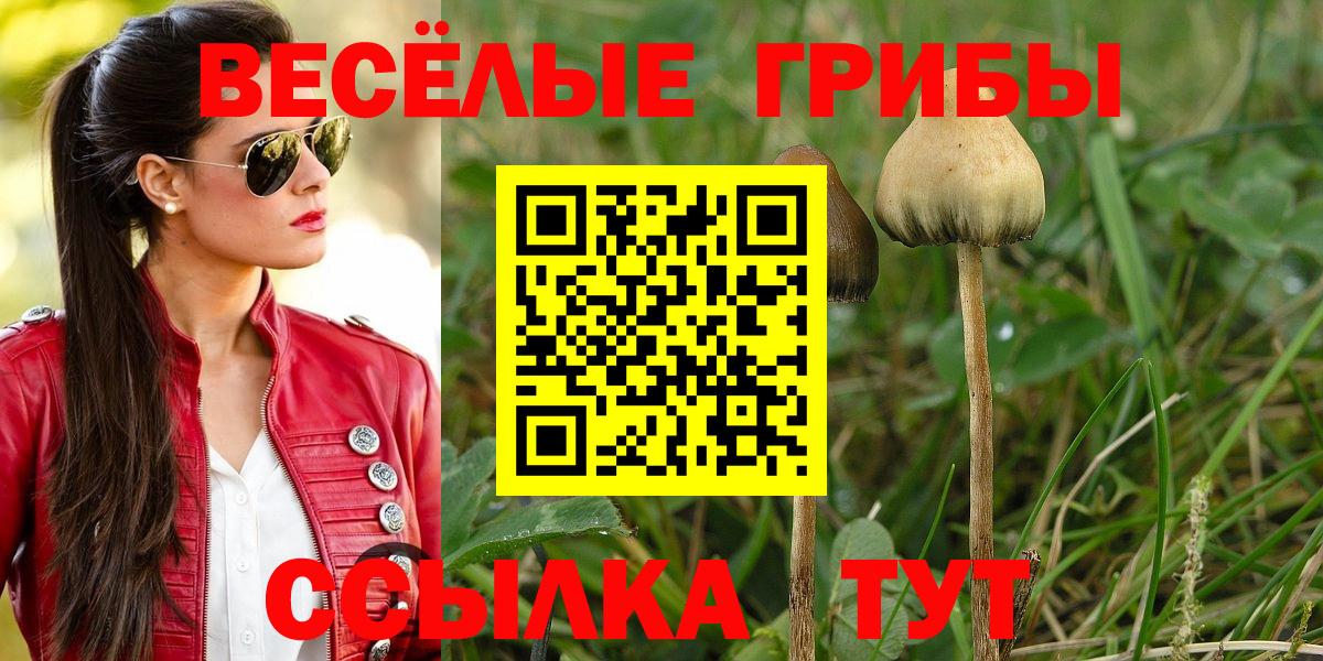 Выборг  Галлюциногенные грибы Psilocybe  Вход с VPN 