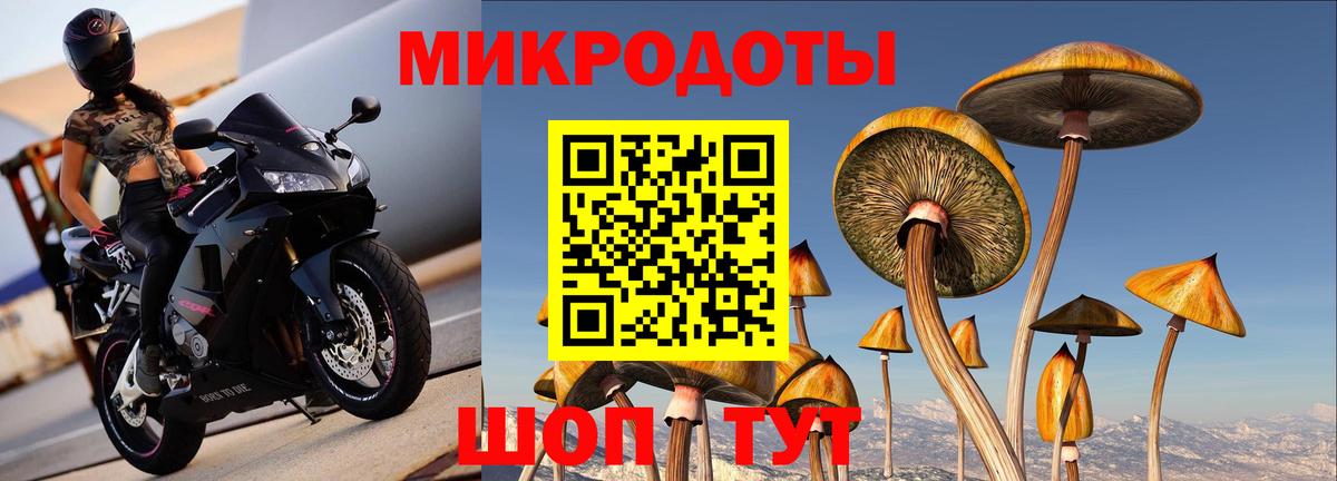 Псилоцибиновые грибы Psilocybe Выборг
